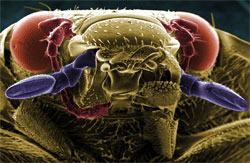 Жевательный аппарат насекомого под микроскопом