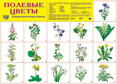 Полевые цветы: список распространенных полевых и луговых растений